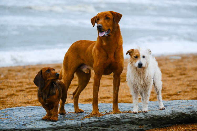 Dogs stood on rocks